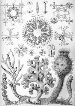 Hexactinellida de la verko de Ernst Haeckel Kunstformen der Natur, 1904