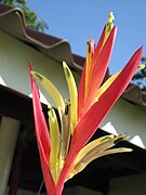 Heliconia angusta Holiday.JPG