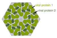 A cartoon showing several identical molecules of protein forming a hexagon