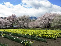 実相寺境内の水仙畑