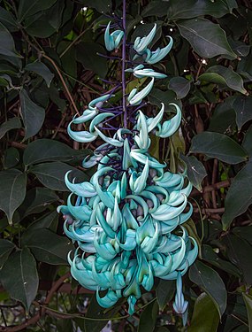 Jade vine (Strongylodon macrobotrys)