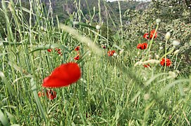 Khndzoresk, Wild flowers, Wild flora, Armenia.jpg