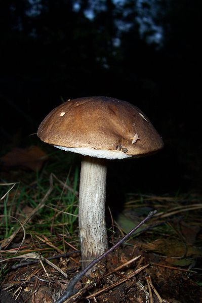 File:Leccinum scabrum in October.jpg