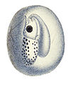 Enbrioia