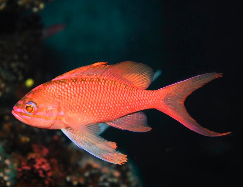 File:Palma Aquarium - Pez anthias.JPG