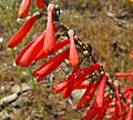 Thumbnail for Penstemon centranthifolius