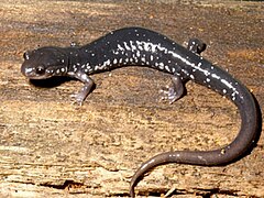 Plethodon teyahalee.jpg