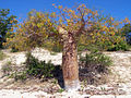 Adansonia rubrostipa.