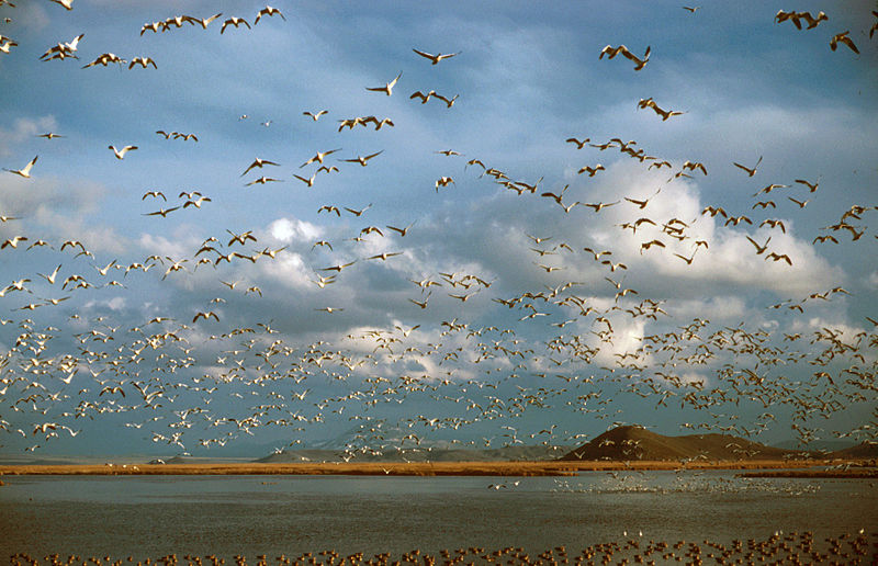 File:RossGeese Oregon.jpg