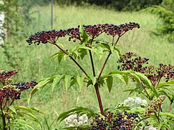 Intsusa beltzaren infruteszentzia (Sambucus nigra)