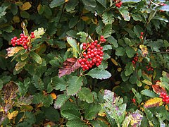 Description de l'image Sorbus mougeotii4.jpg.