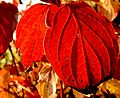 leaf, autumn colour