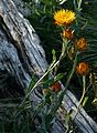 Alpine everlasting plant