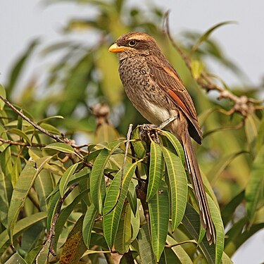 Yellow-billed shrike (created and nominated by Charlesjsharp)