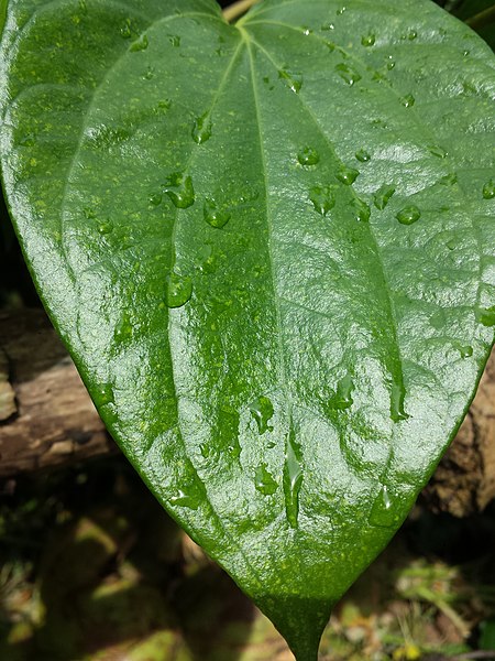 File:Natural betel green.jpg