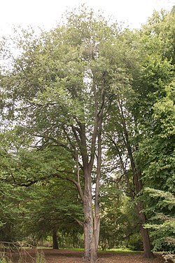 Nothofagus fusca