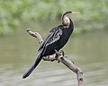 Oriental darter