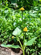 Acmella oleracea at Pulikurumba.jpg