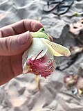 Thumbnail for File:Barringtonia asiatica. Cut Flower. Patong Beach.jpg