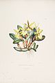 Rhyncholaelia glauca (as syn. Brassavola glauca) plate 16 in: James Bateman: The Orchidaceae of Mexiko and Guatemala, (1843)