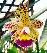 C. guttata orchid by Don Ramey Logan.jpg