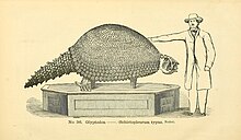 Un esquelet muntat de Glyptodon reticulatus.