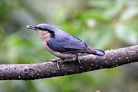 Sittelle des Naga (S. nagaensis).