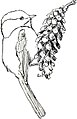 Poecile atricapillus (common: Chick-a-dee) Plate 6 in: A Manual of Bird Study