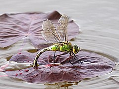 ♀ Anax imperator (Emperor Dragonfly)