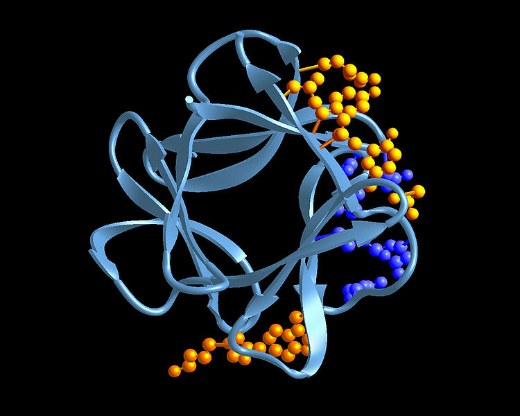 File:FGF-1-Structure.jpg