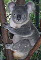 Koala đực