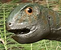 Gobiceratops