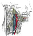 Nervus hypoglossus, plexus cervicalis og deres forgreninger.