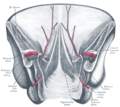 Vista posterior da parede abdominal anterior na sua porção inferior.