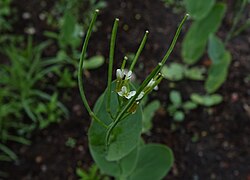 Ida-suitsrohi Conringia orientalis