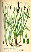 Carex distachya