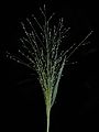 Panicum effusum