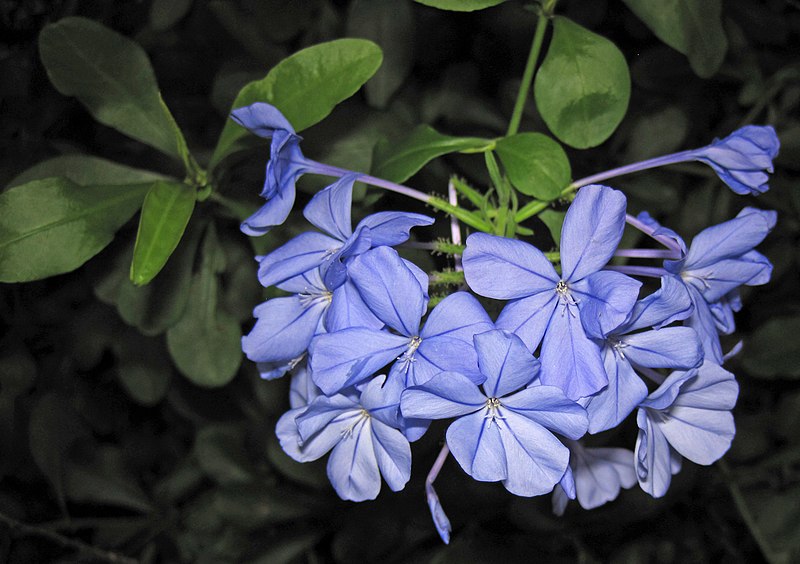 File:Plumbago auriculata (blue plumbago) (Sanibel Island, Florida, USA) (25139955685).jpg