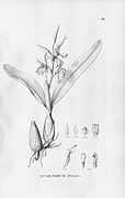 Prosthechea allemanii