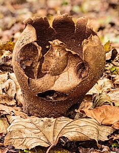 Commons:Featured picture candidates/Set/Ruitjesbovist (Calvatia utriformis). 18-07-2023. (d.j.b) 03