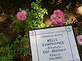 Belle Symphonie, Meilland 1996