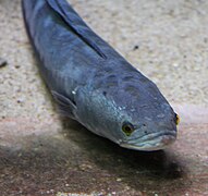 adulte en aquarium à l'Aquarium du palais de la Porte Dorée