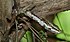 Vine Snake (Thelotornis capensis) (6011690147).jpg