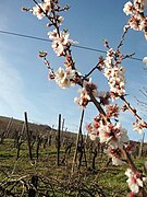 Mars 2007 Vosges 8.jpg