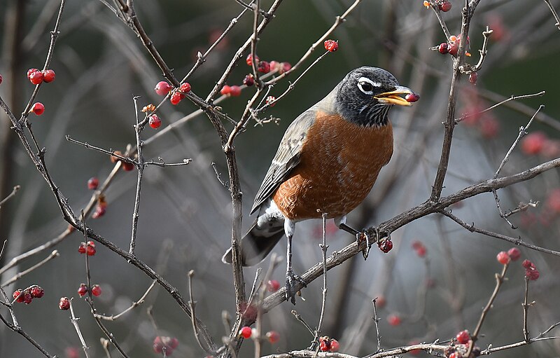 File:American Robin - 51775362561.jpg