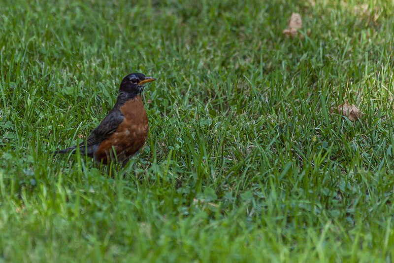 File:American Robin (43294893185).jpg