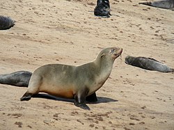 Jike la sili-manyoya wa Afrika Kusini (Arctocephalus p. pusillus)