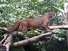 Un gatto di Temminck dal manto rosso allo zoo di Edimburgo.