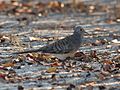 Barred dove