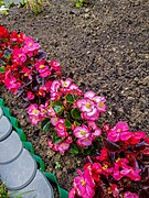 Begonia semperflorens in NW Slovakia in June 2020.jpg